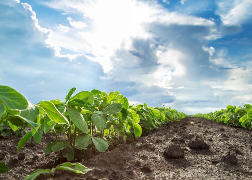 Genetically engineered crops grow